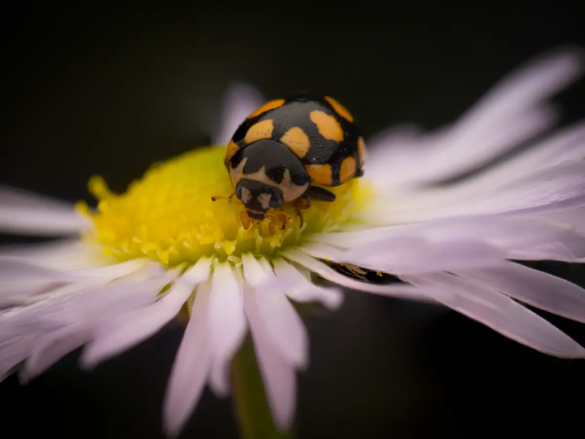 Trockenrasen-Marienkäfer