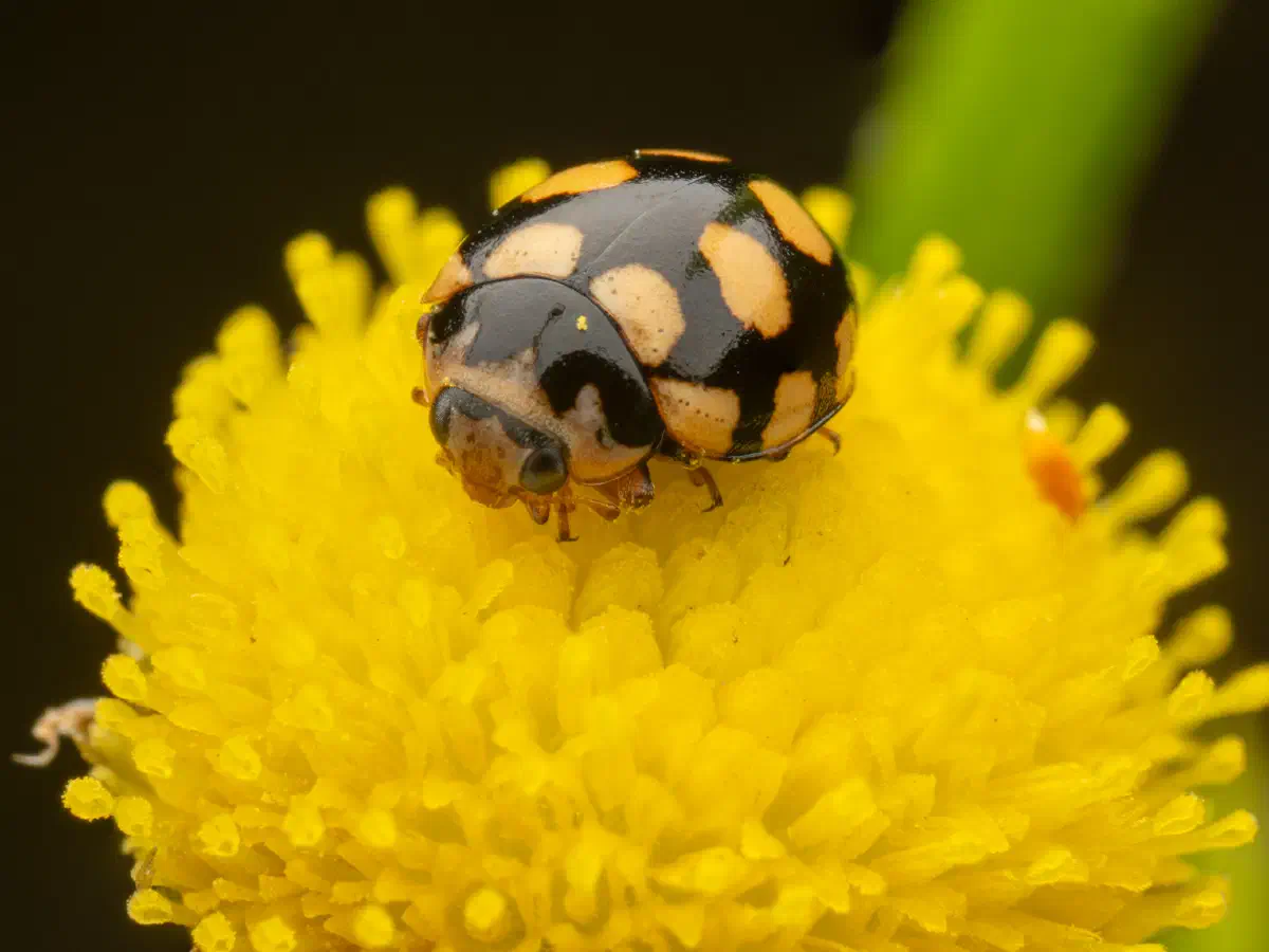 Trockenrasen-Marienkäfer