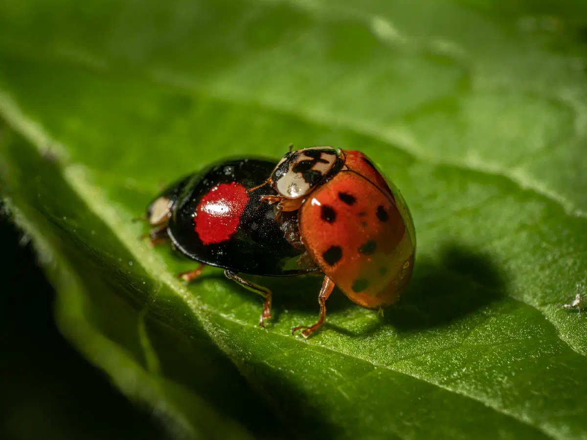 Vierfleckiger Kugelmarienkäfer