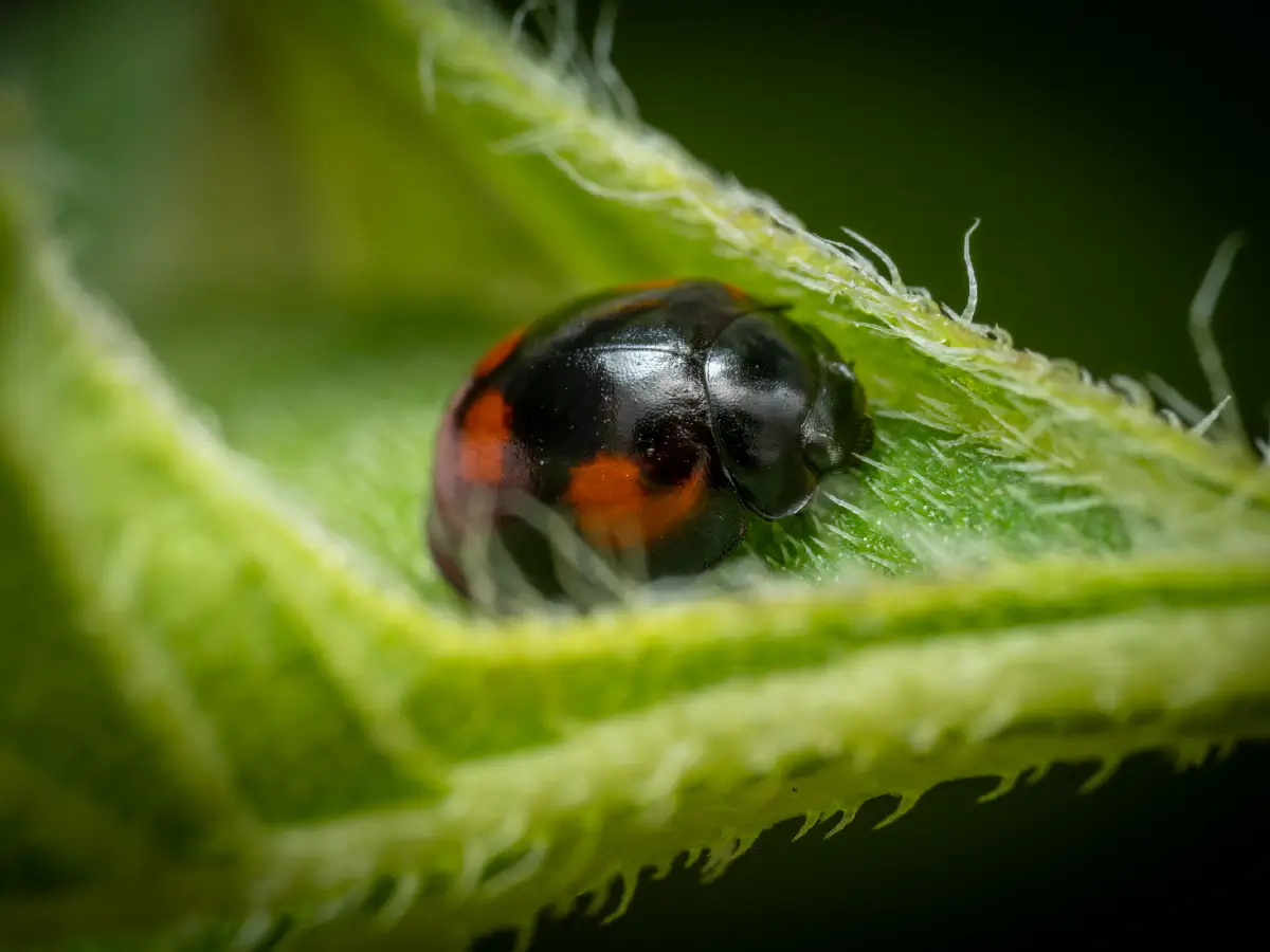 Vierfleckiger Kugelmarienkäfer