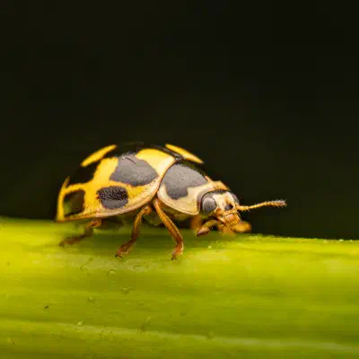 Vierzehnpunkt-Marienkäfer