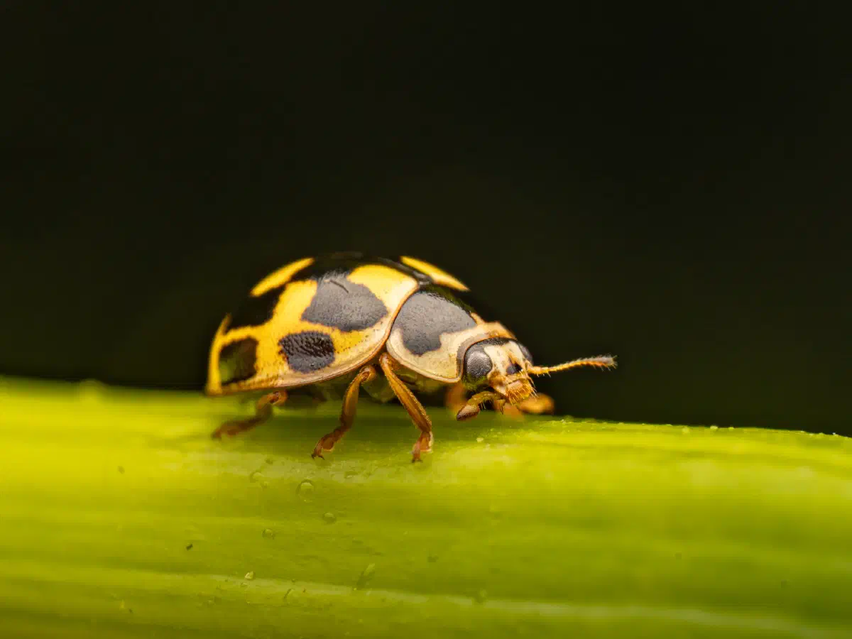 Vierzehnpunkt-Marienkäfer