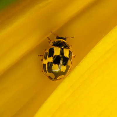 Vierzehnpunkt-Marienkäfer