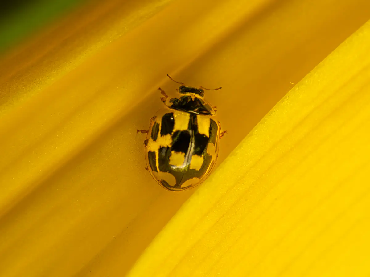 Vierzehnpunkt-Marienkäfer