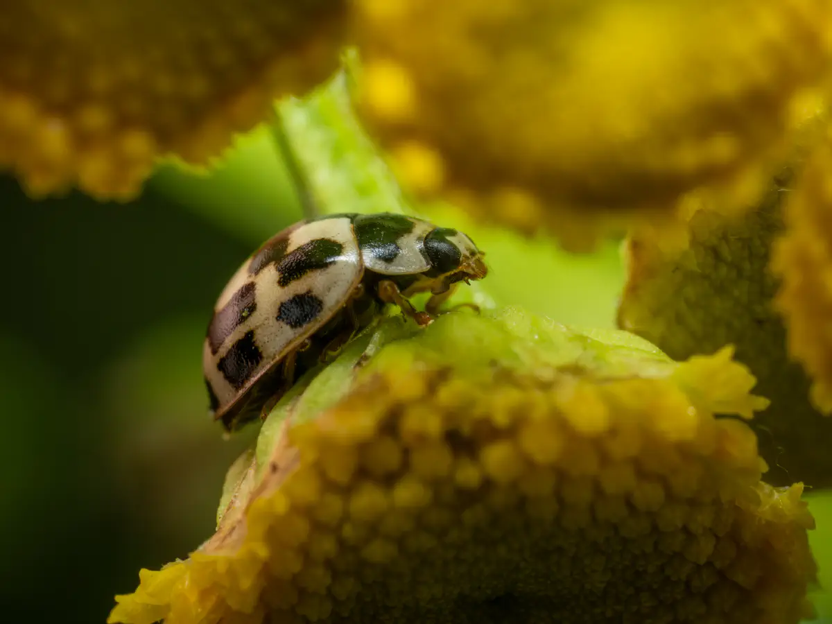 Vierzehnpunkt-Marienkäfer