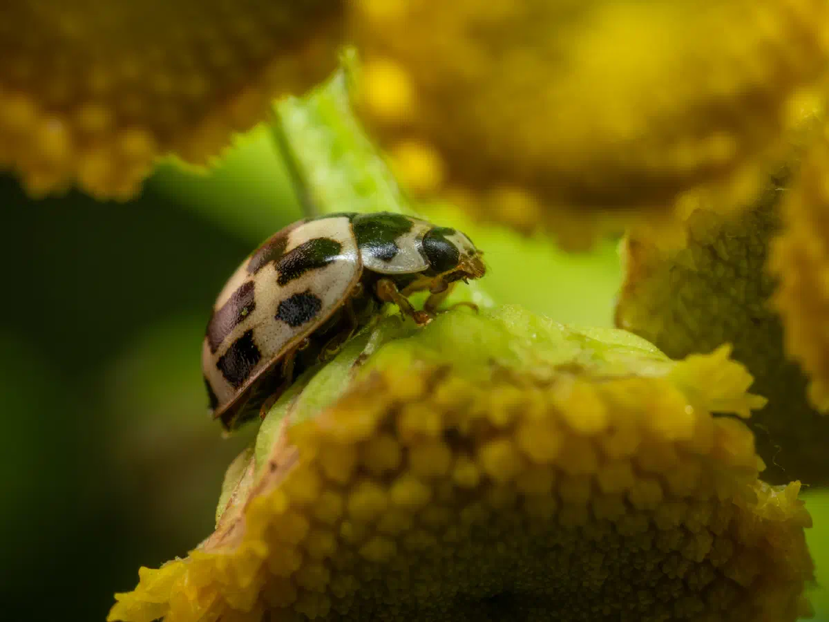 Vierzehnpunkt-Marienkäfer