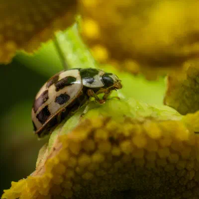 Vierzehnpunkt-Marienkäfer