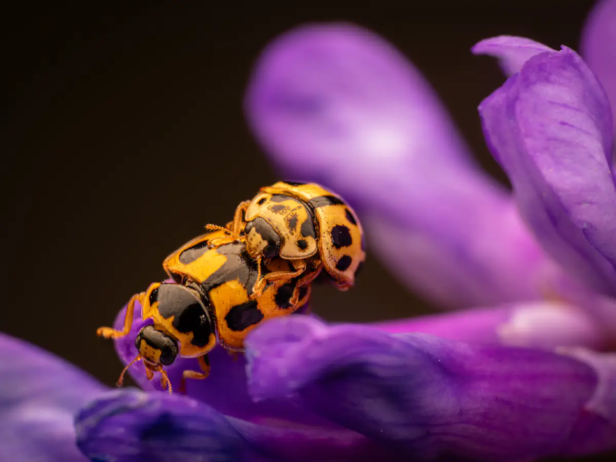 Vierzehnpunkt-Marienkäfer