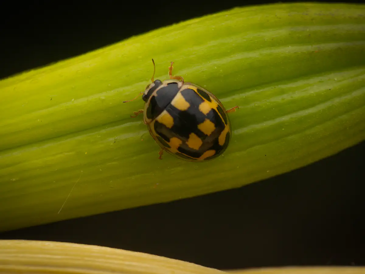 Vierzehnpunkt-Marienkäfer