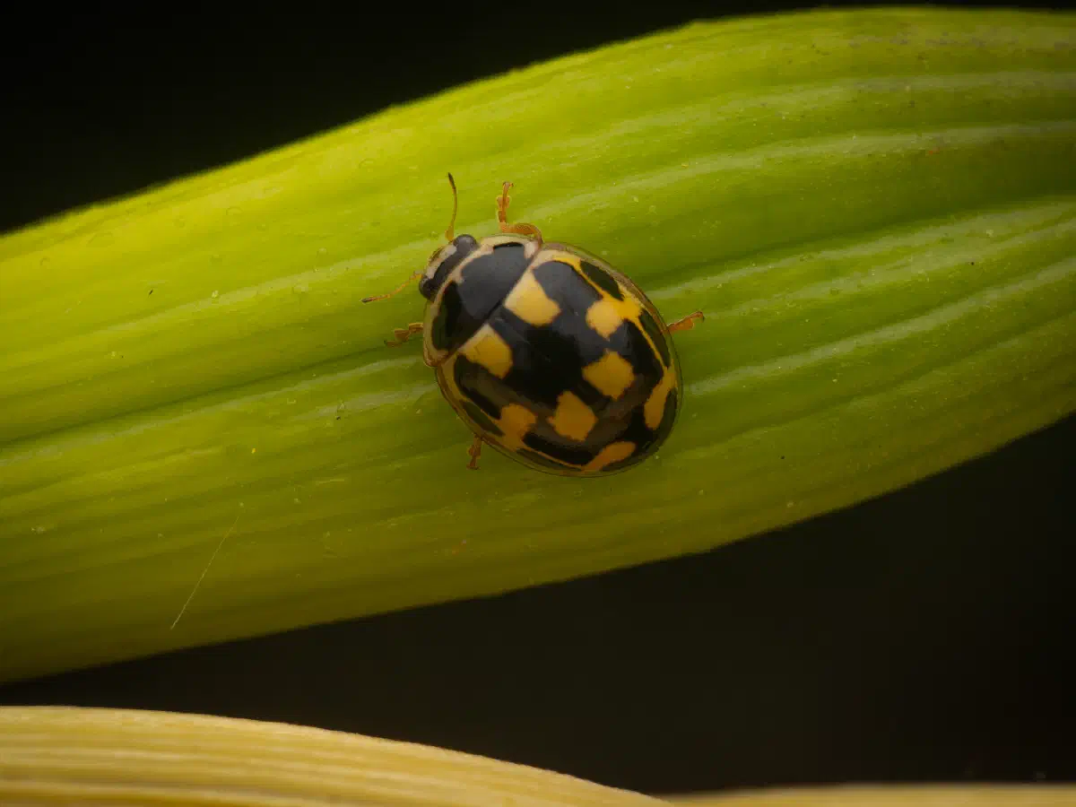 Vierzehnpunkt-Marienkäfer