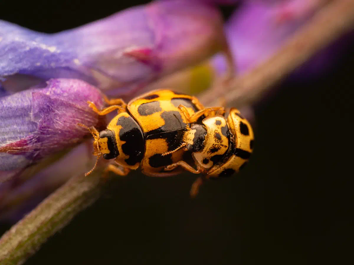 Vierzehnpunkt-Marienkäfer
