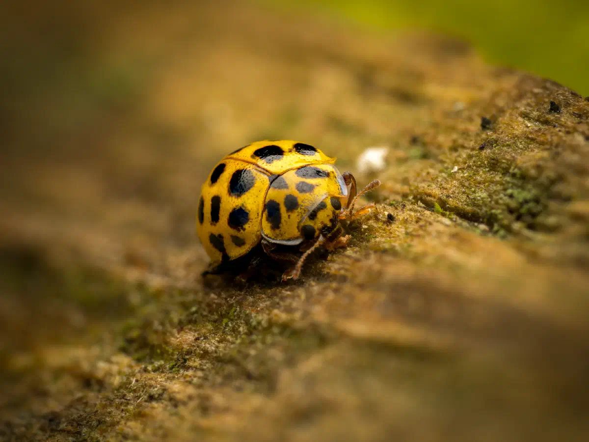 Zweiundzwanzigpunkt-Marienkäfer