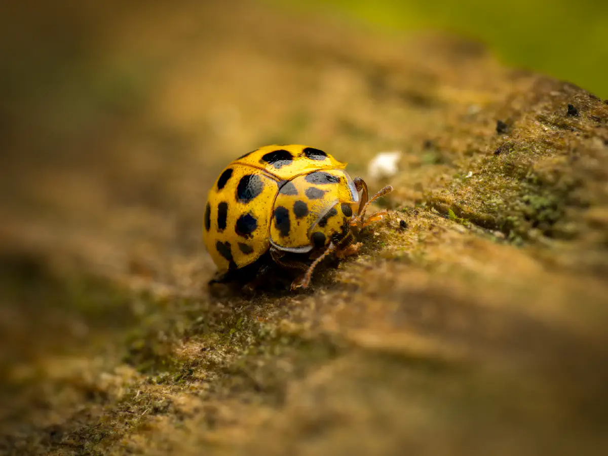 Zweiundzwanzigpunkt-Marienkäfer