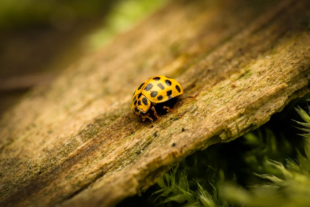 22-spot Ladybird