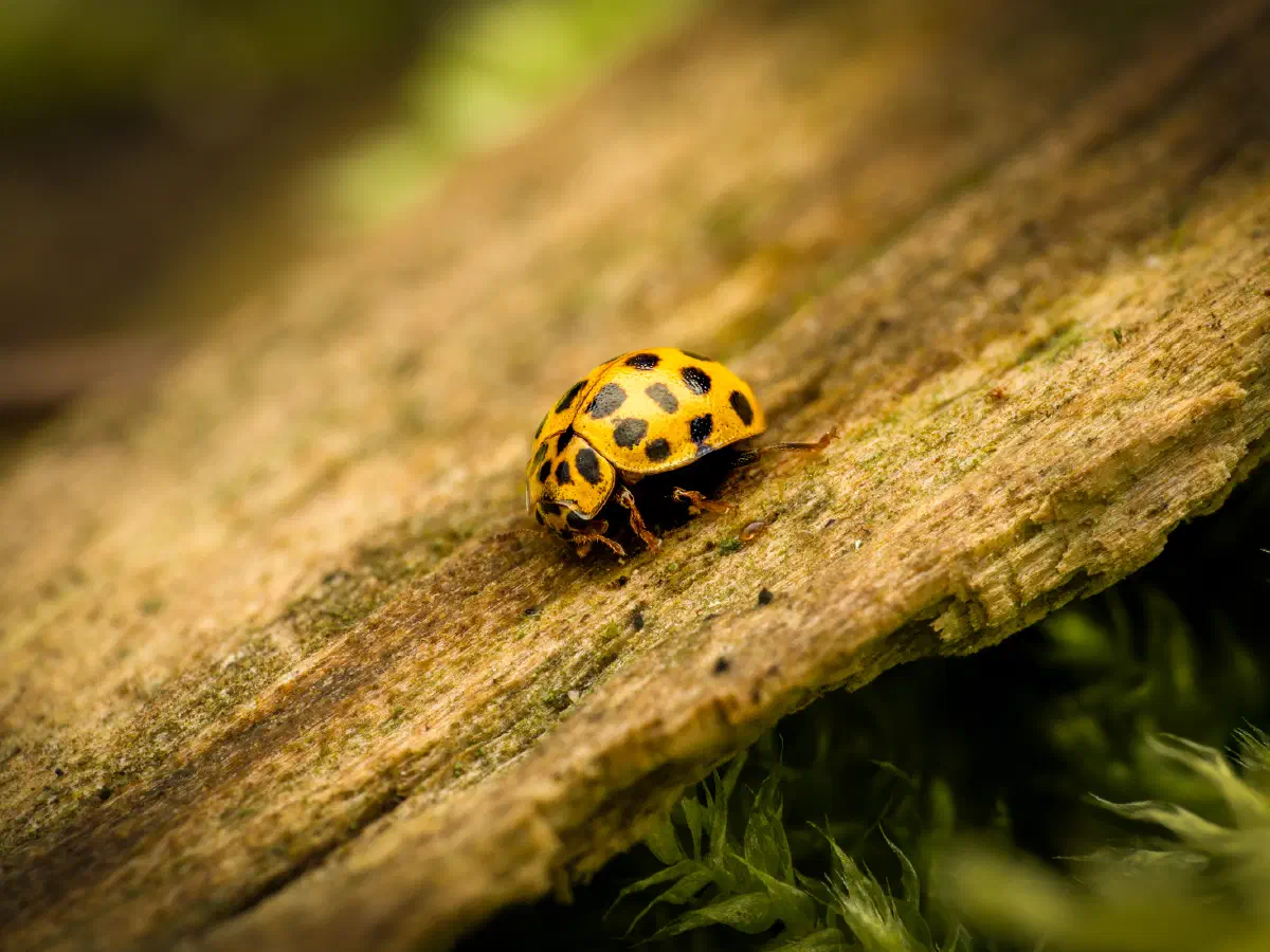 Zweiundzwanzigpunkt-Marienkäfer