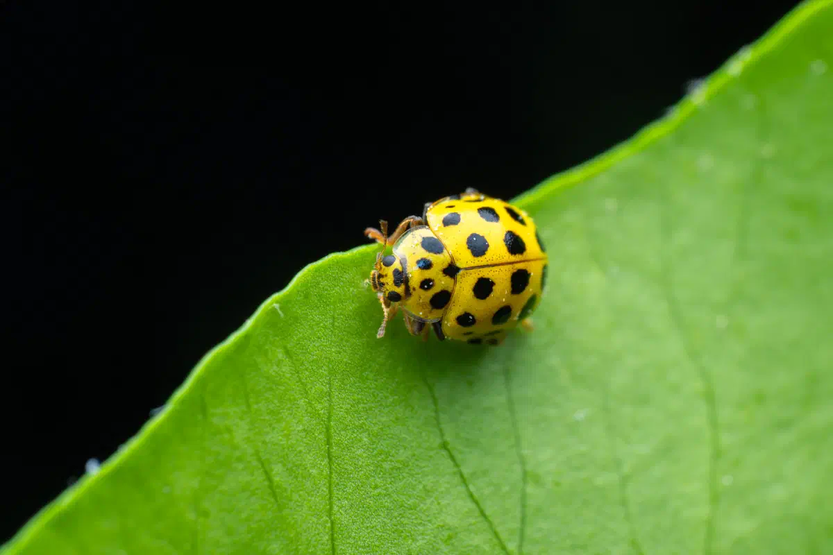 22-spot Ladybird