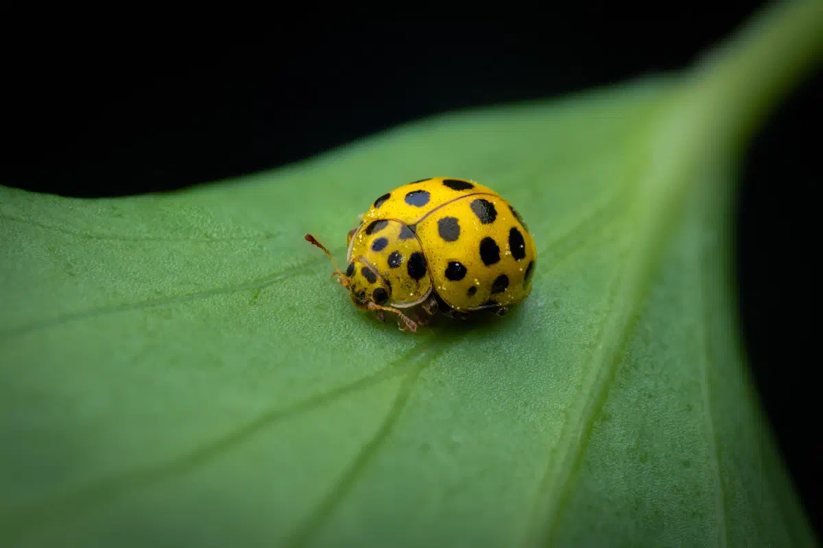 22-spot Ladybird