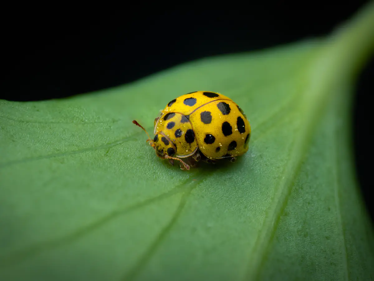 Zweiundzwanzigpunkt-Marienkäfer