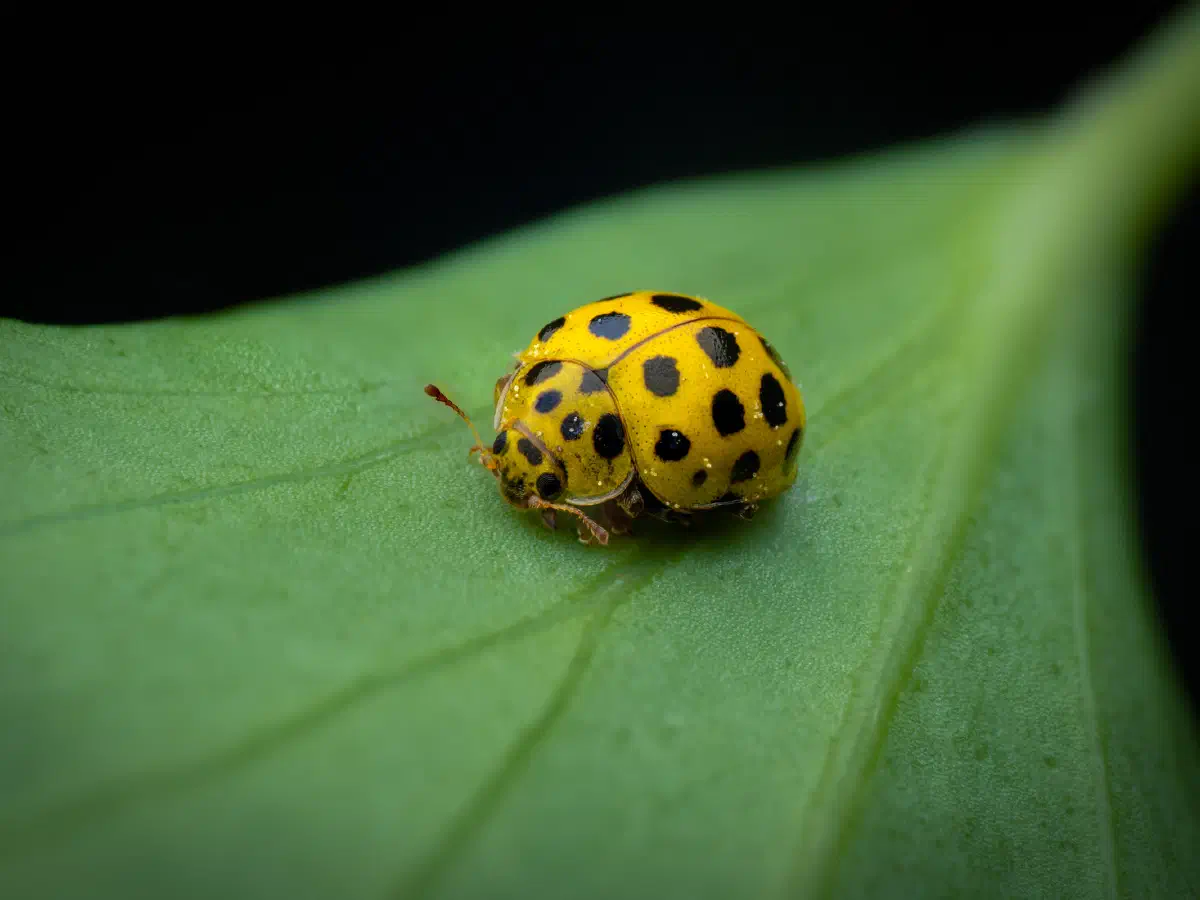 Zweiundzwanzigpunkt-Marienkäfer