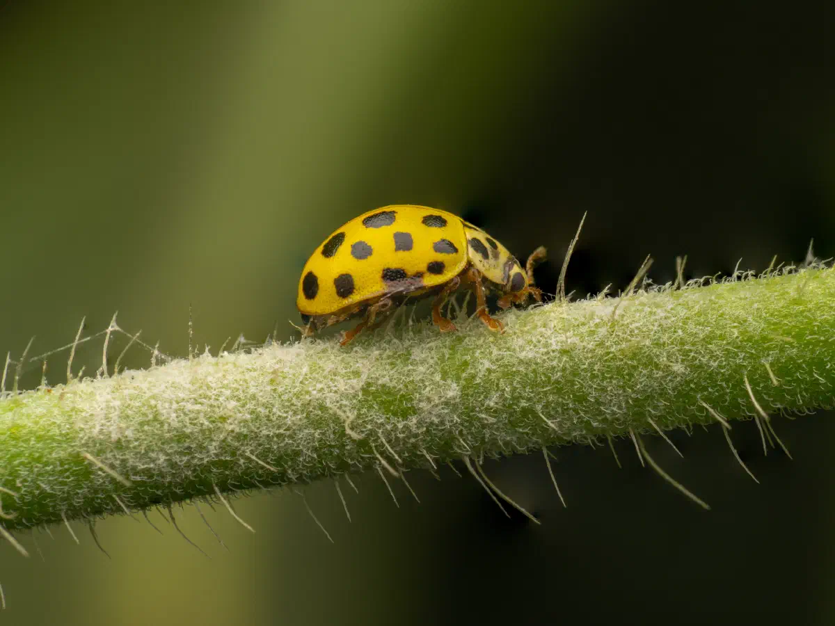 Zweiundzwanzigpunkt-Marienkäfer