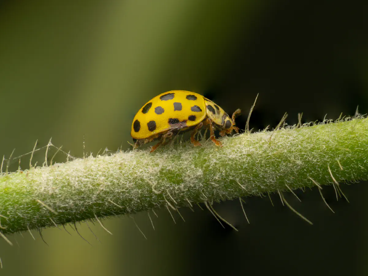 Zweiundzwanzigpunkt-Marienkäfer