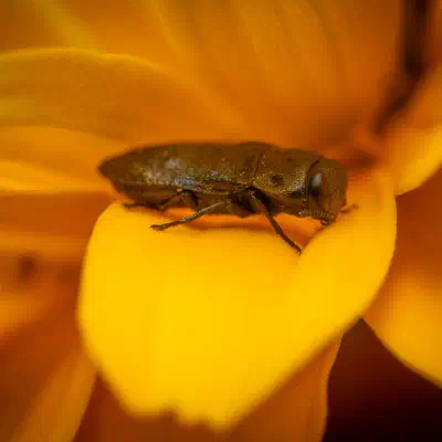 Blauer Kiefernprachtkäfer