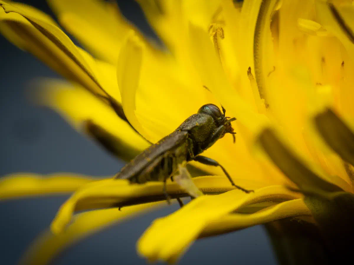 Eckschild-Prachtkäfer