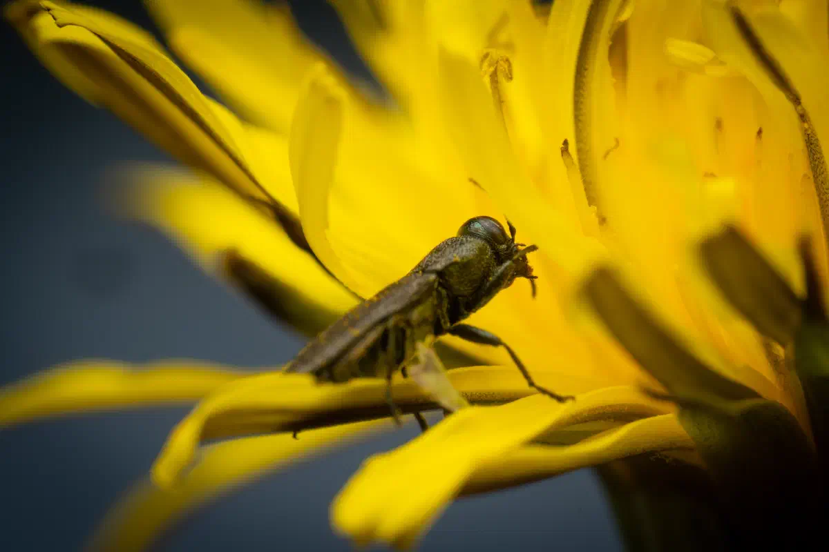Eckschild-Prachtkäfer