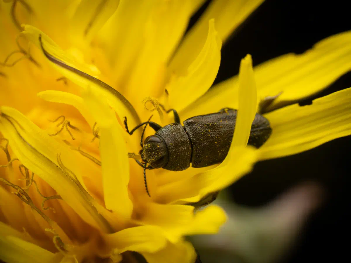 Eckschild-Prachtkäfer