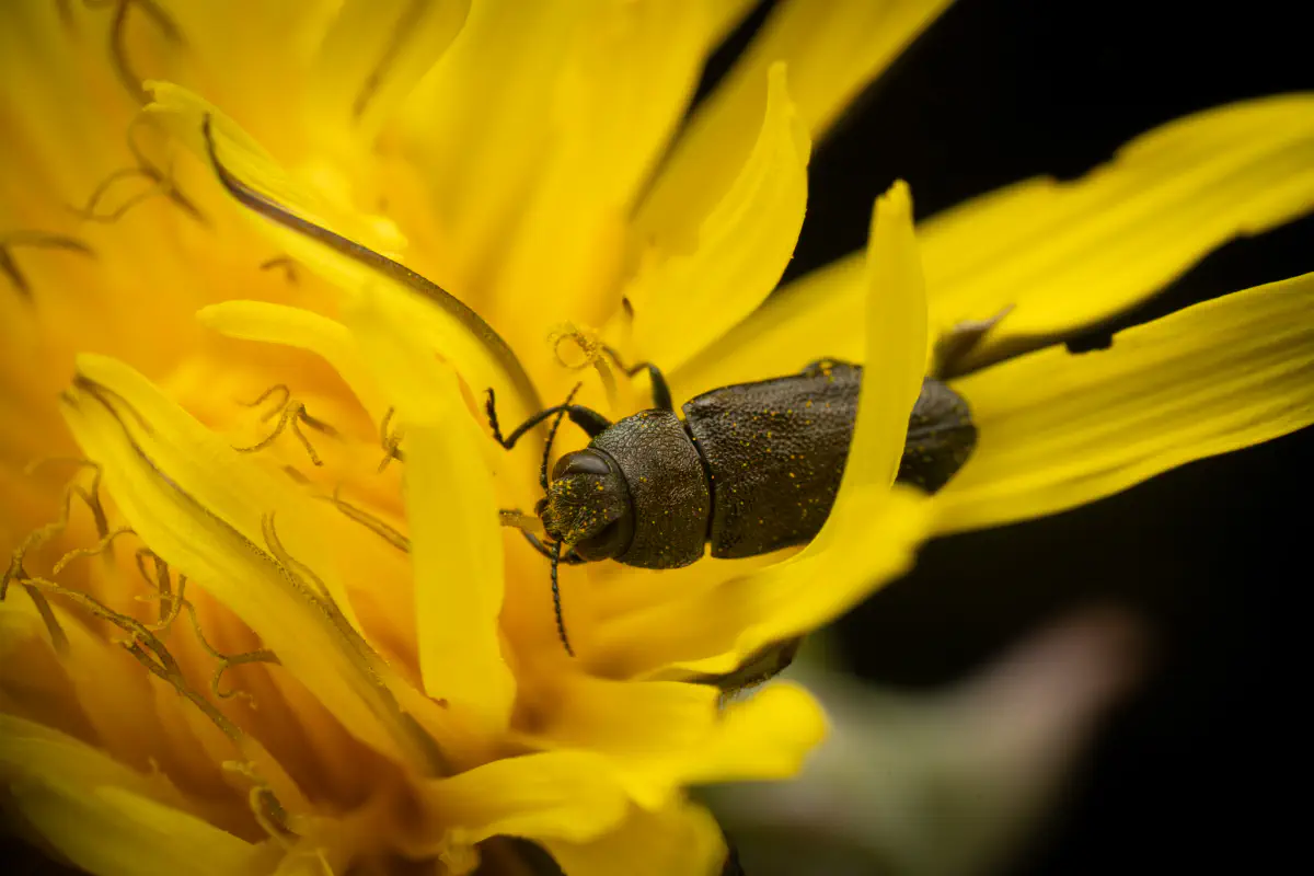 Eckschild-Prachtkäfer