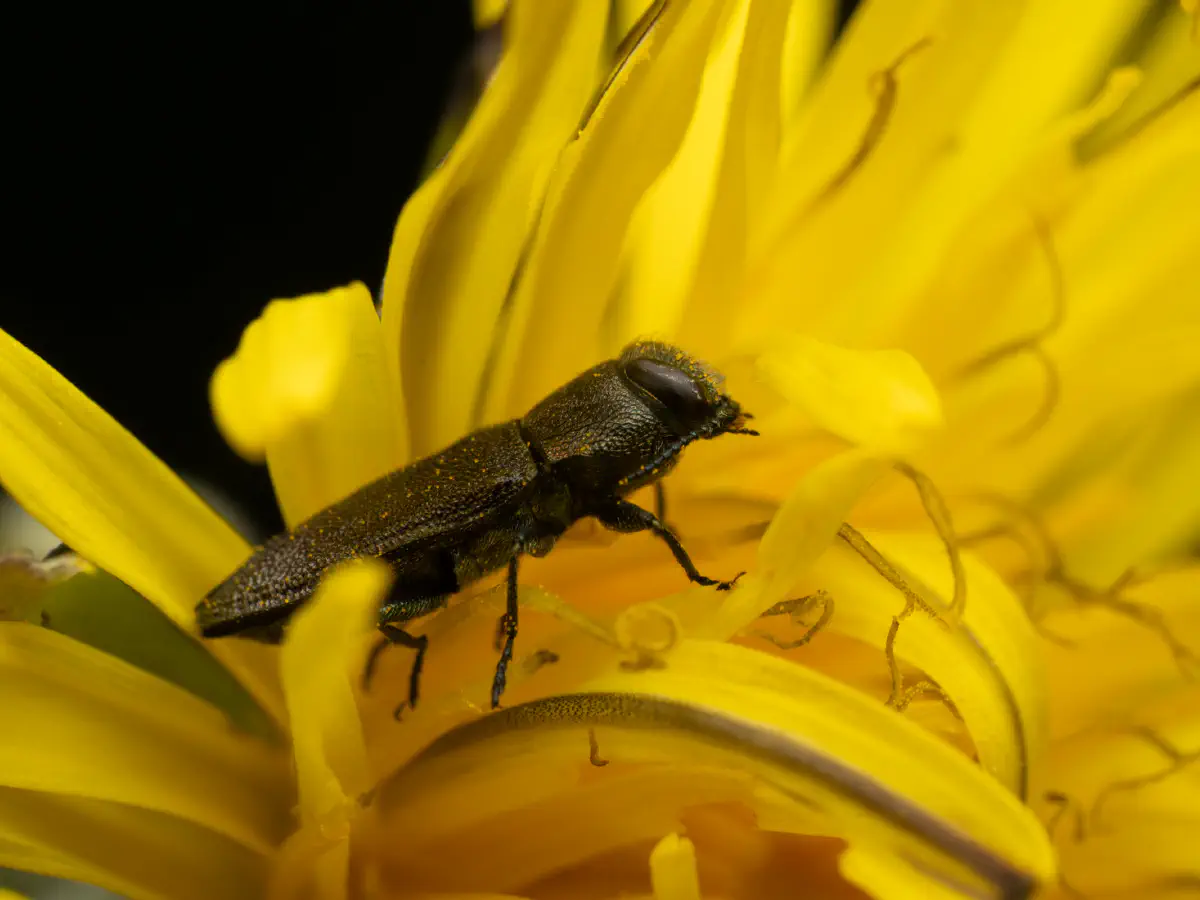 Eckschild-Prachtkäfer