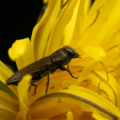 Eckschild-Prachtkäfer