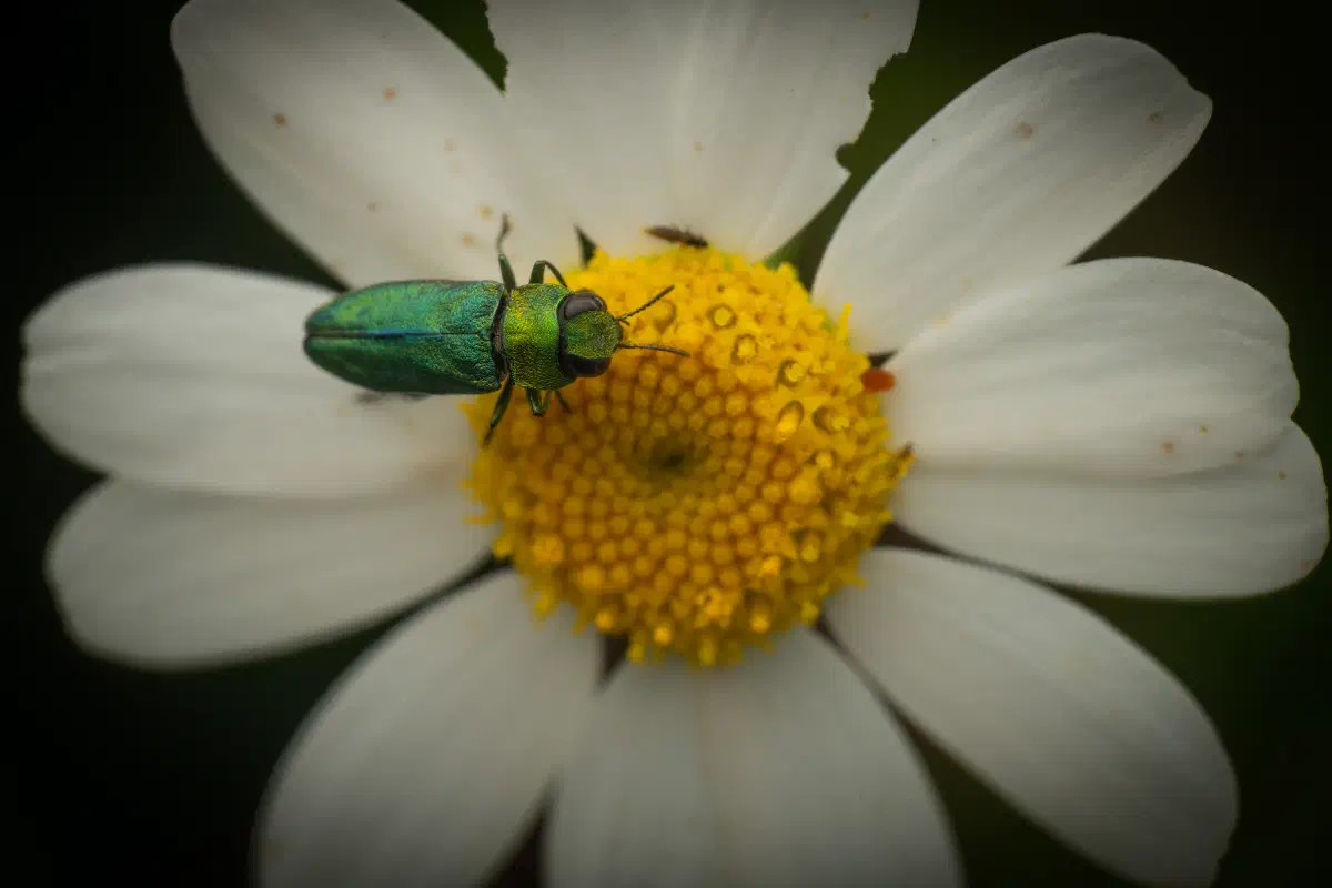 Glänzender Blütenprachtkäfer