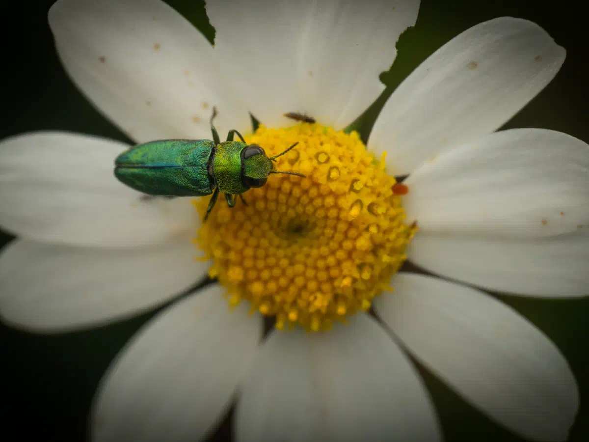 Glänzender Blütenprachtkäfer