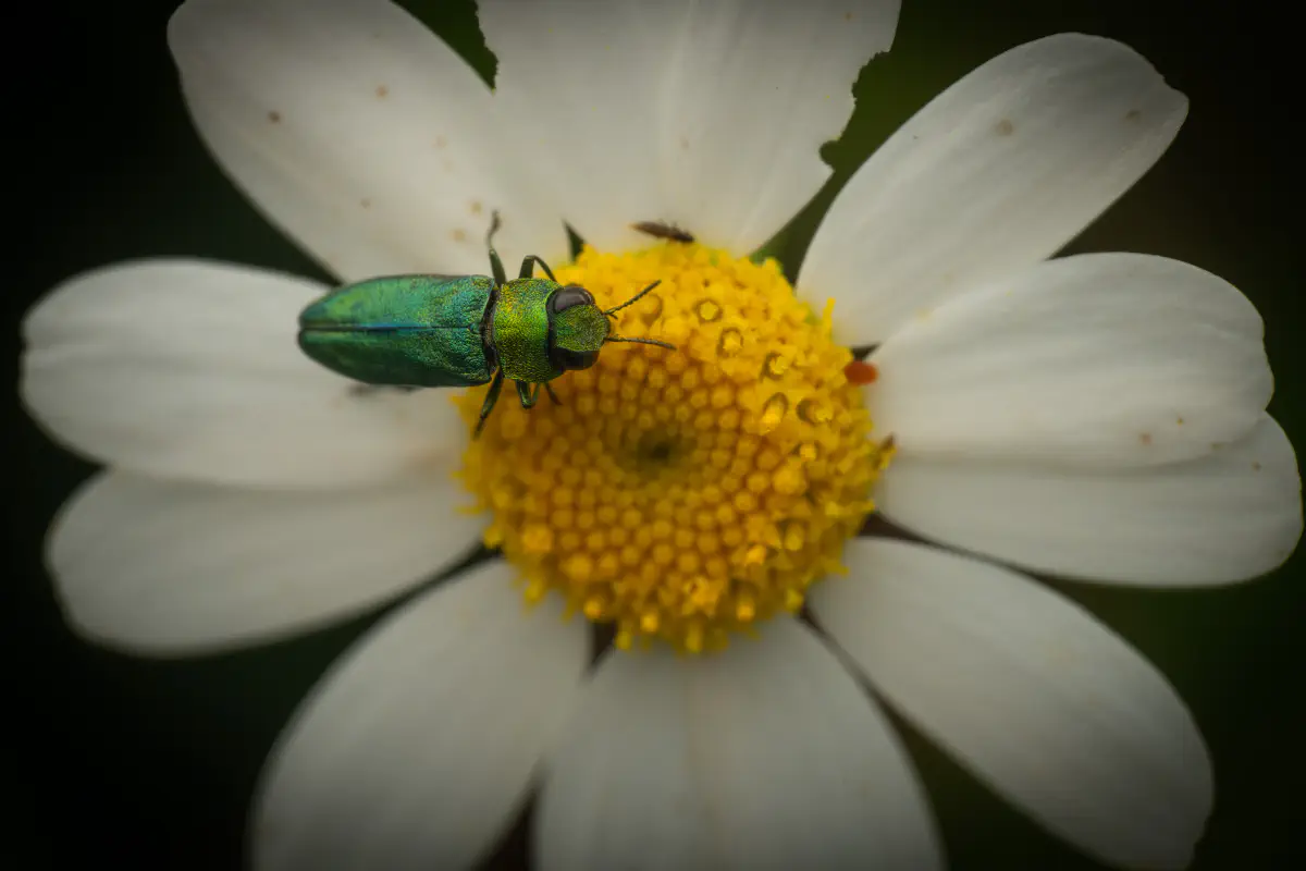Glänzender Blütenprachtkäfer