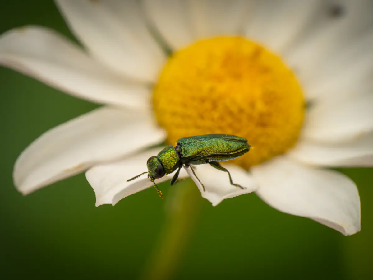 Glänzender Blütenprachtkäfer