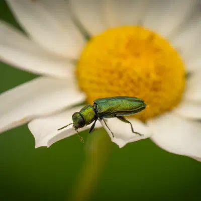 Glänzender Blütenprachtkäfer