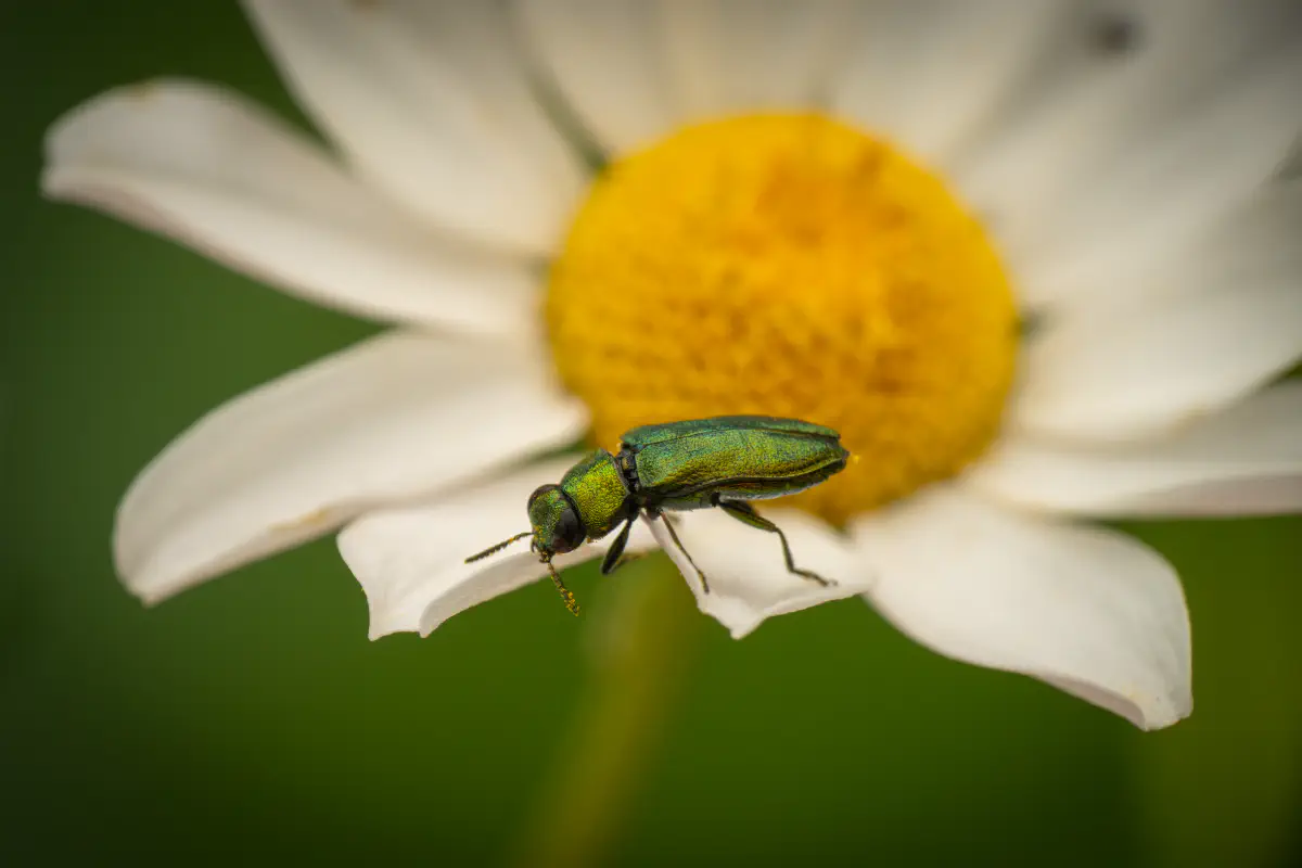 Glänzender Blütenprachtkäfer