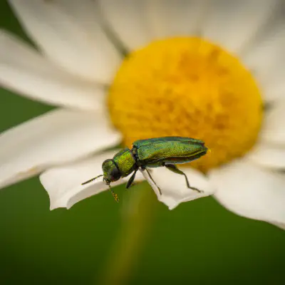 Glänzender Blütenprachtkäfer