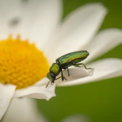 Glänzender Blütenprachtkäfer