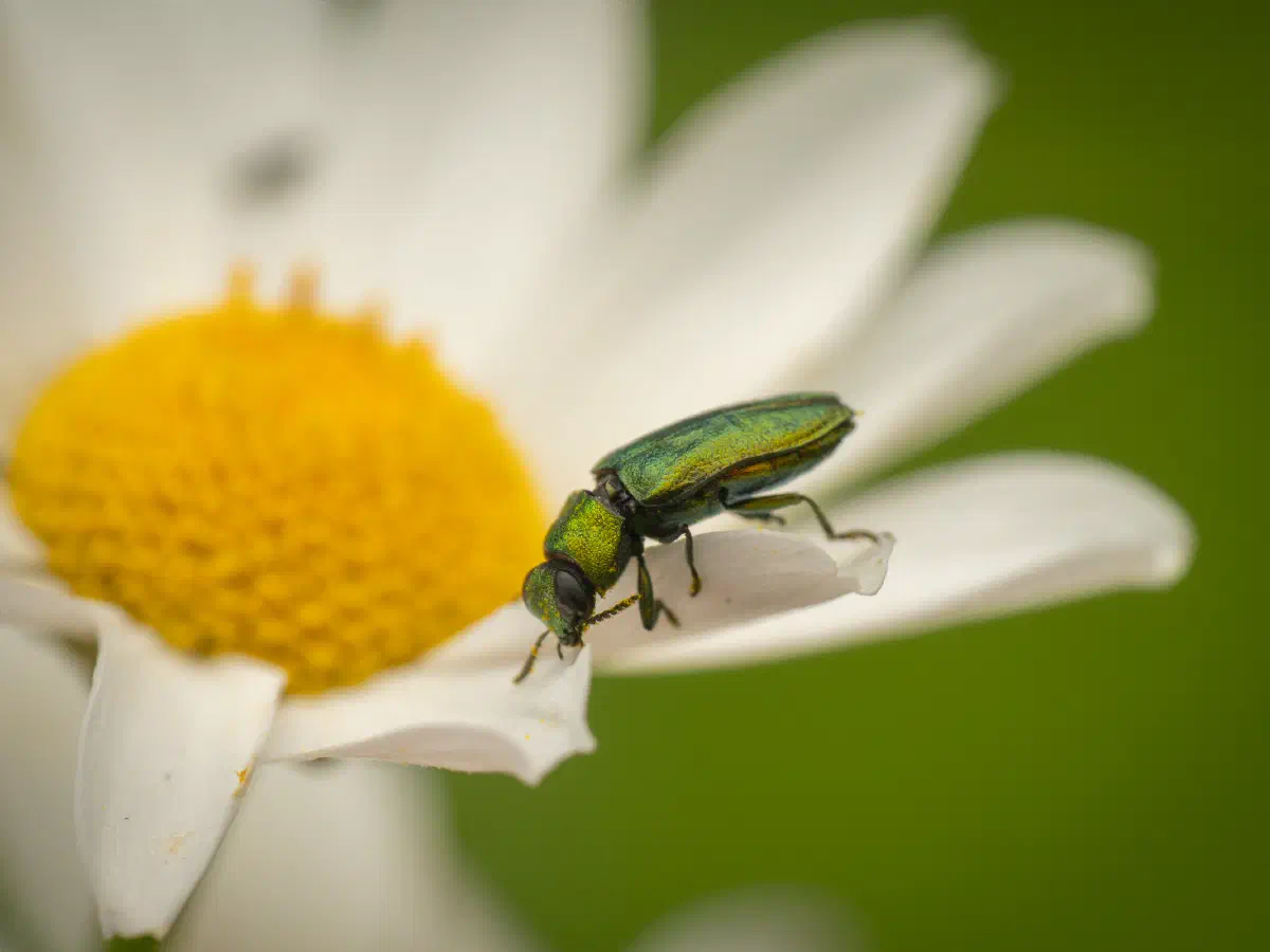 Glänzender Blütenprachtkäfer