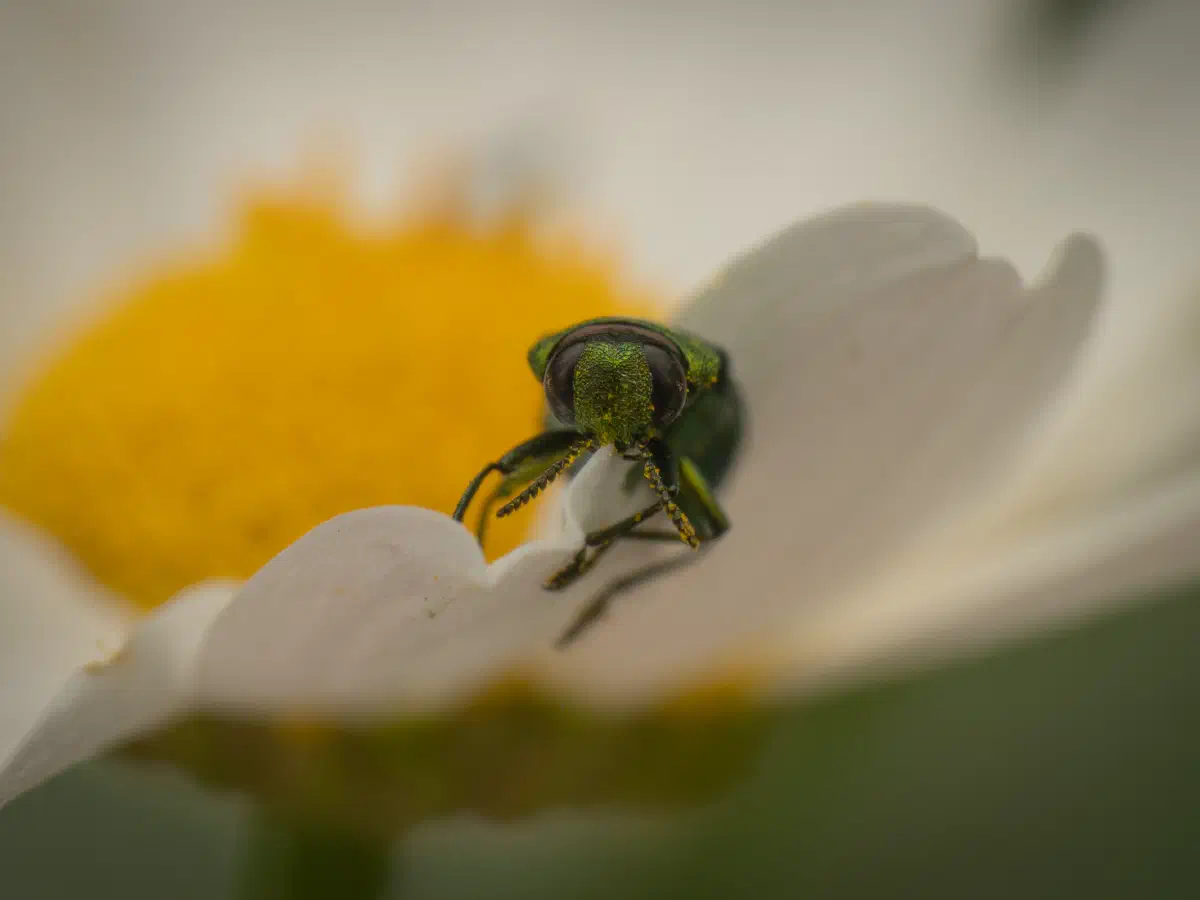 Glänzender Blütenprachtkäfer