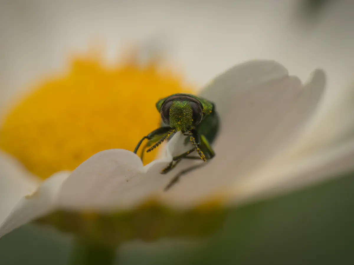 Glänzender Blütenprachtkäfer