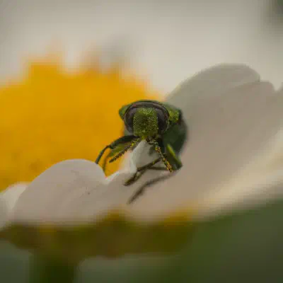 Glänzender Blütenprachtkäfer