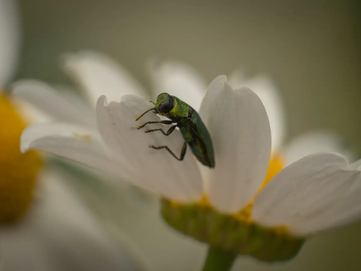 Glänzender Blütenprachtkäfer