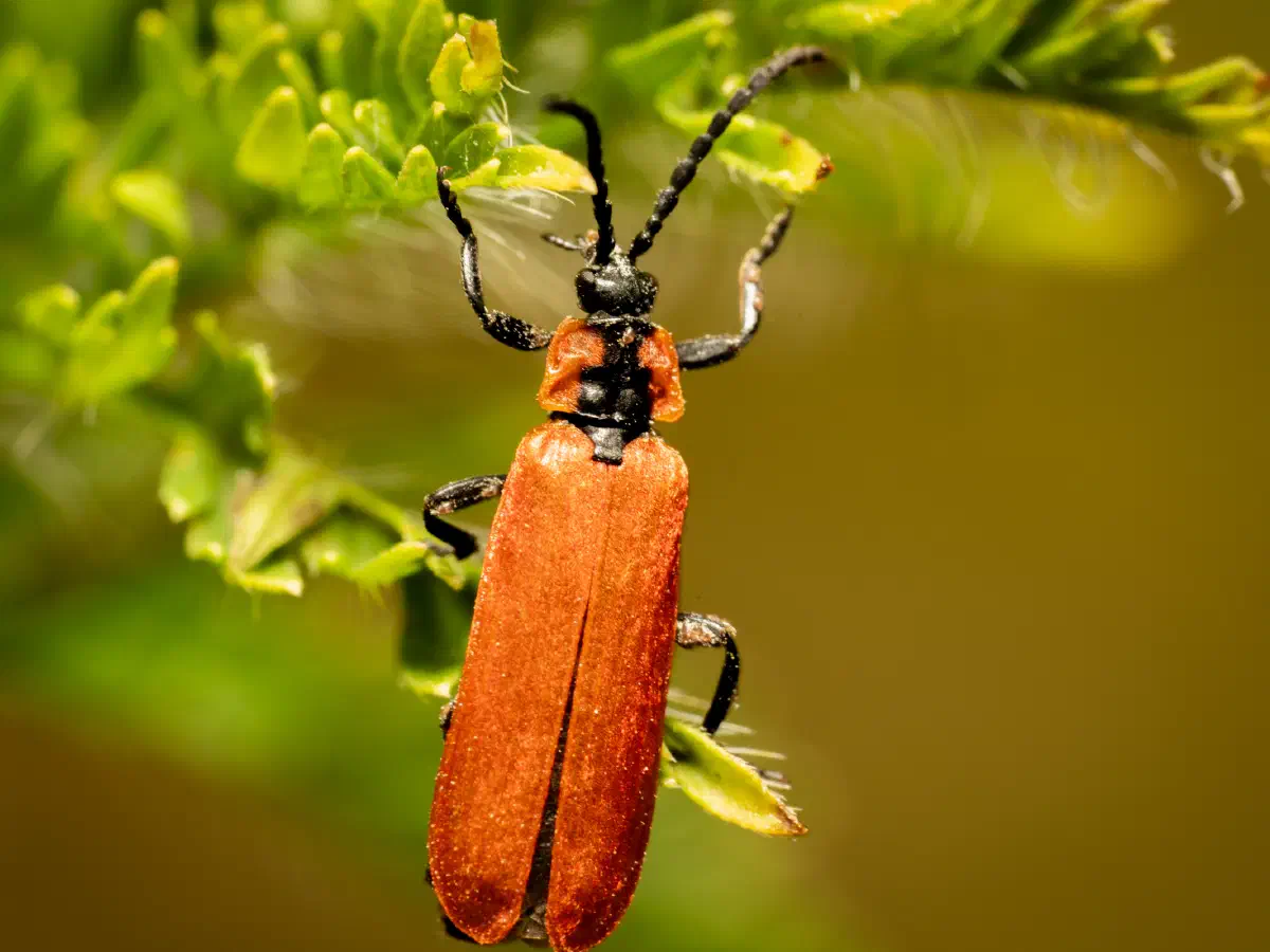 Rüssel-Rotdeckenkäfer