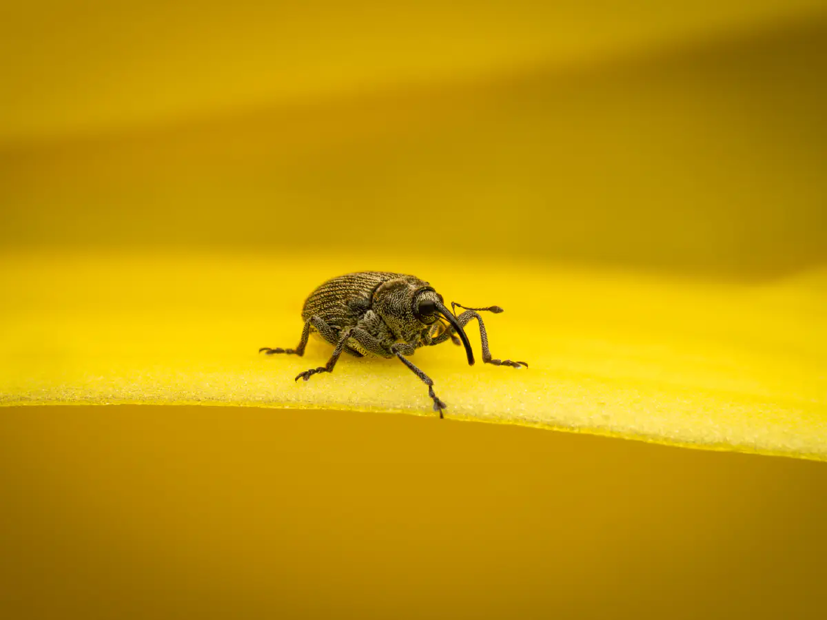 Ceutorhynchus typhae