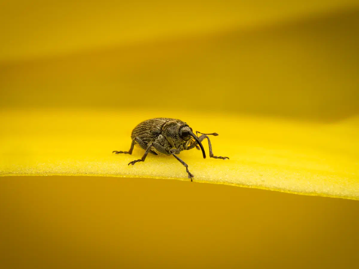 Ceutorhynchus typhae