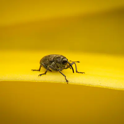 Blüten-Kleinrüssler