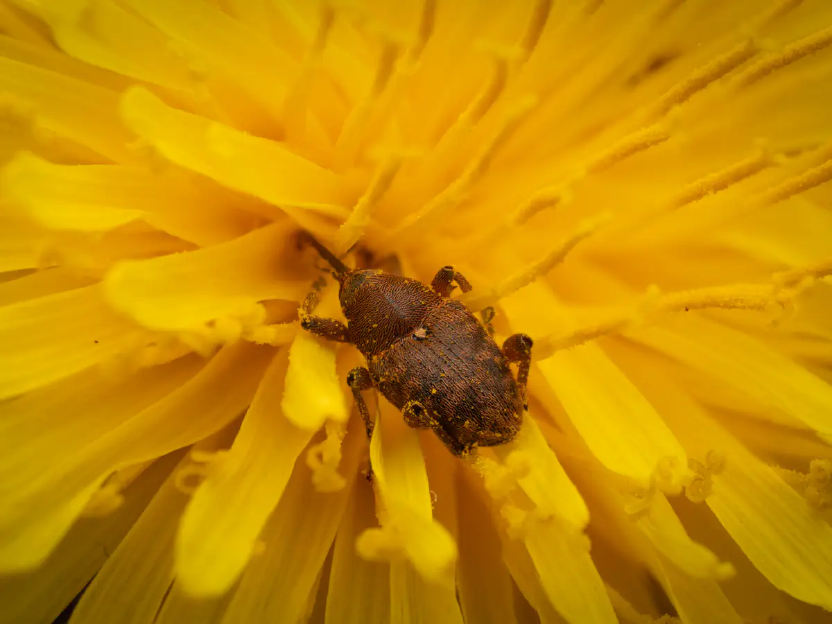 acorn weevil